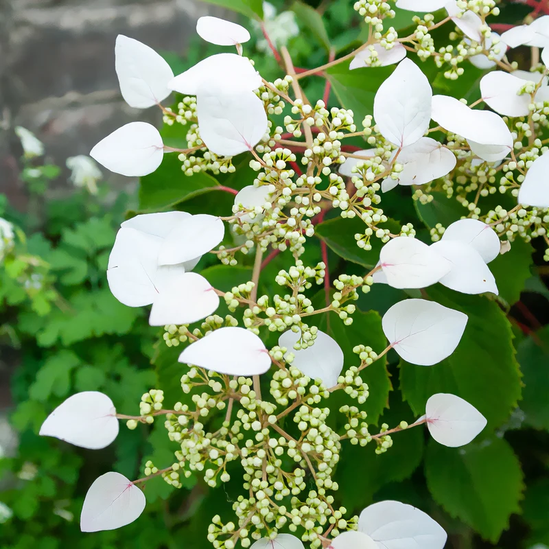 Hortensia grimpant du Japon
