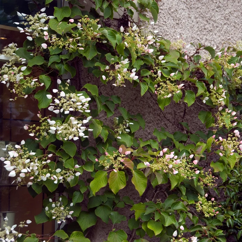Hortensia grimpant du Japon