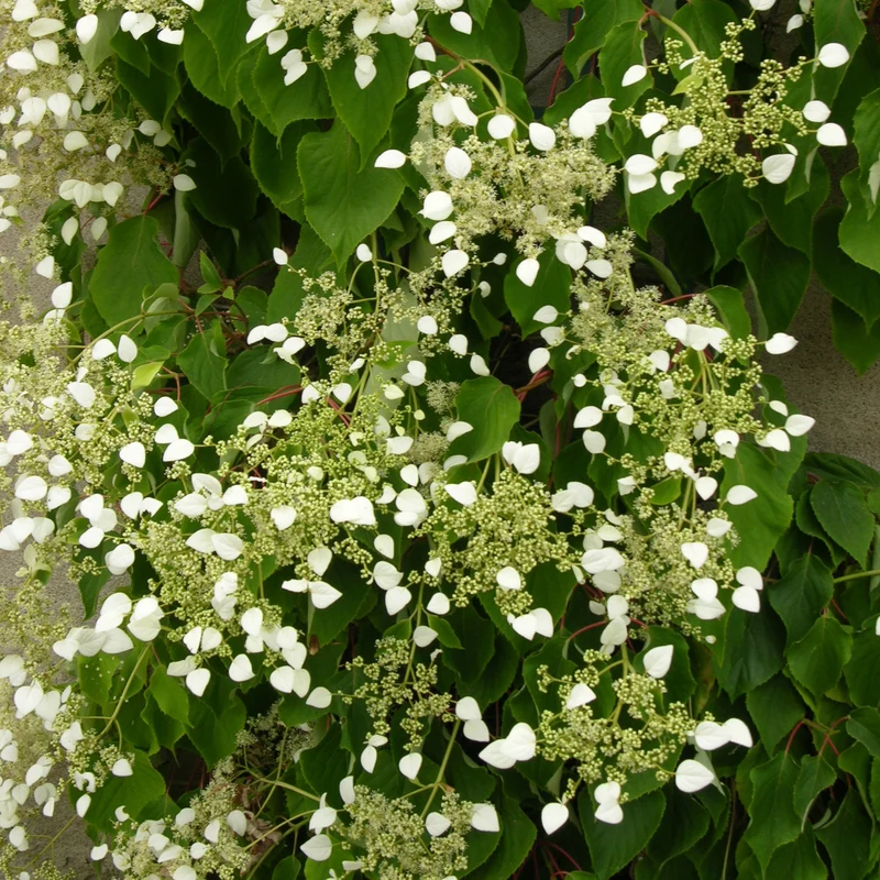 Hortensia grimpant du Japon