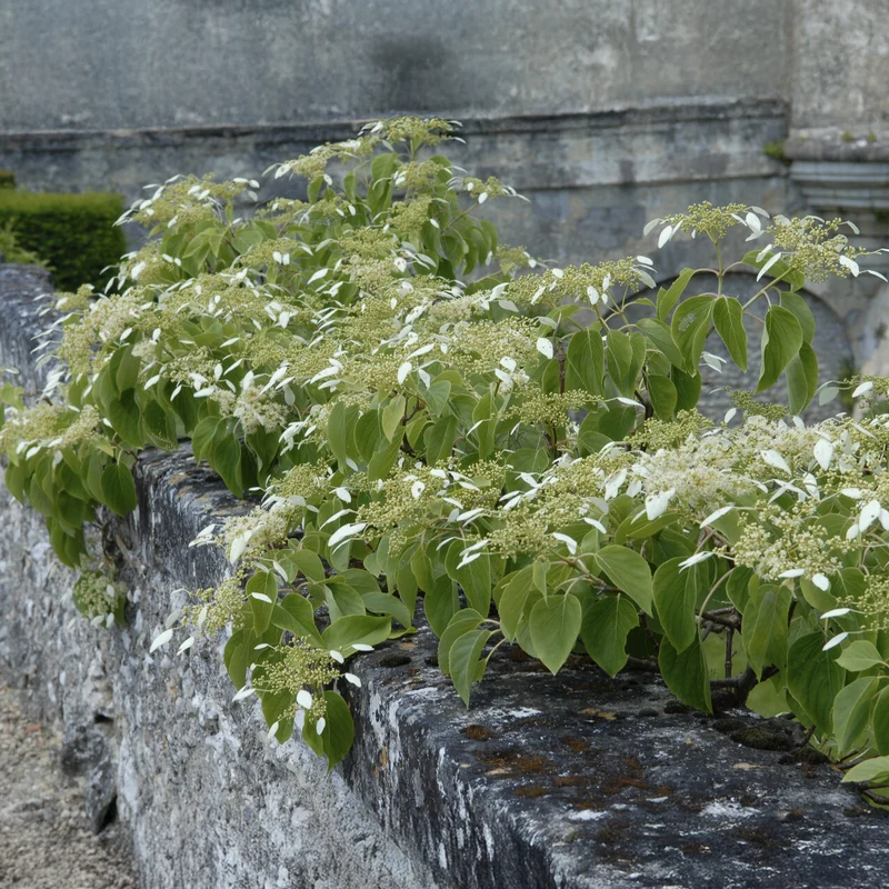Hortensia grimpant du Japon