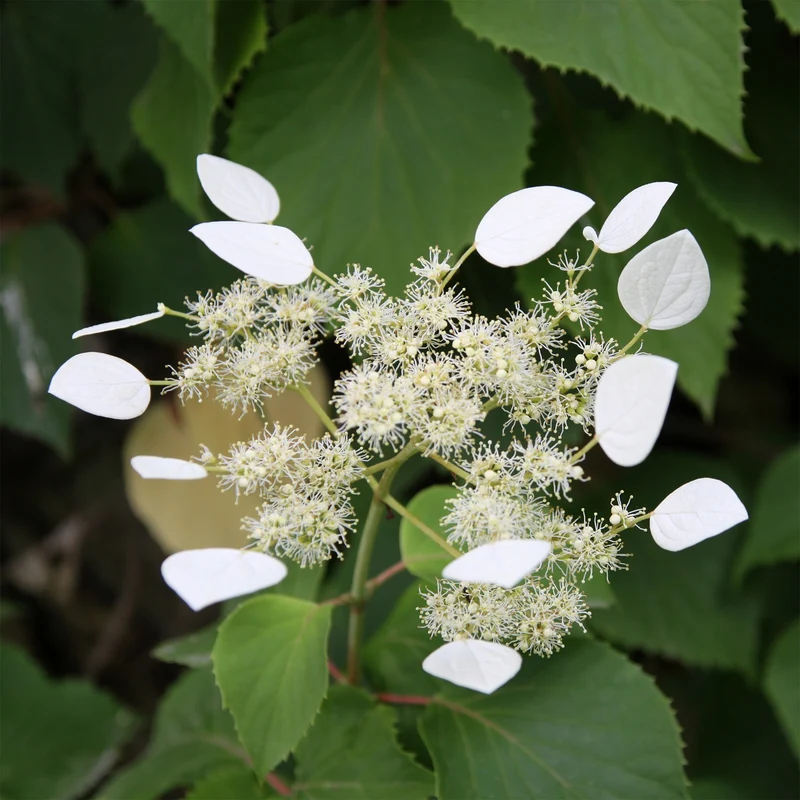 Hortensia grimpant du Japon