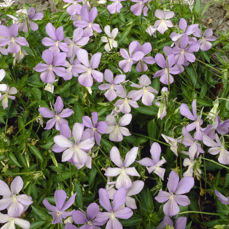 Violette cornue Boughton Blue - Pensée