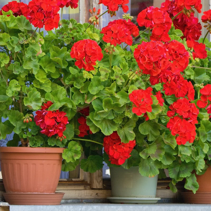 Géranium zonale rouge