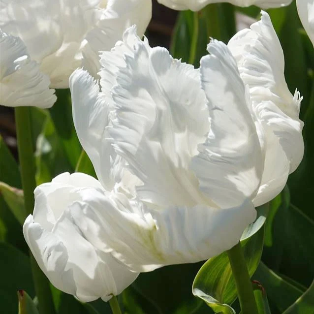 7 Tulipes perroquet White Parrot