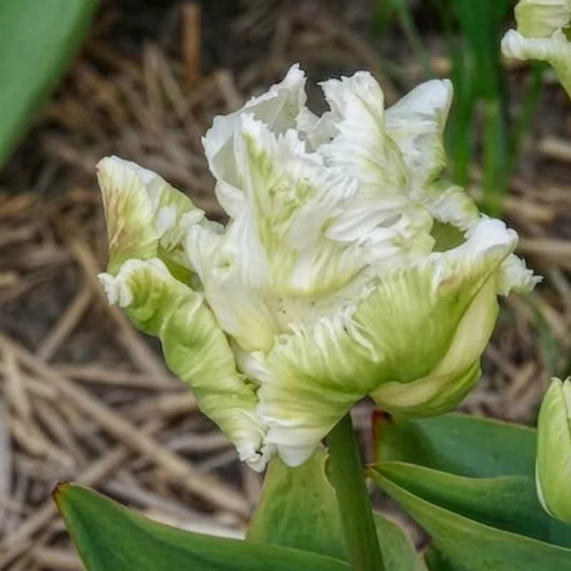 7 Tulipes perroquet White Parrot