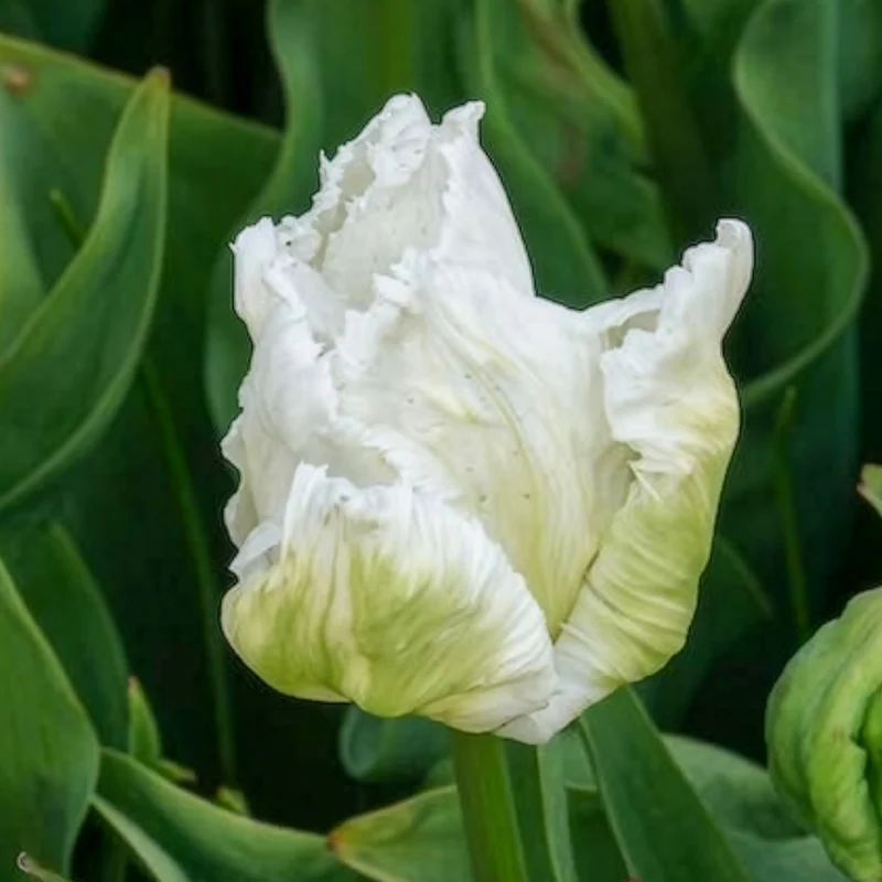 7 Tulipes perroquet White Parrot