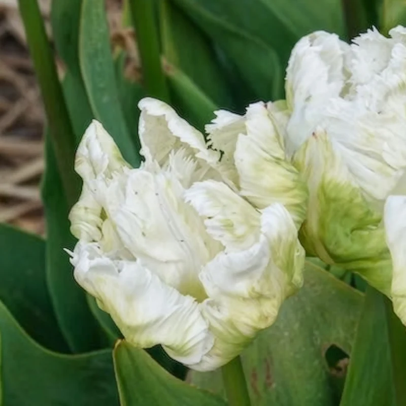 7 Tulipes perroquet White Parrot