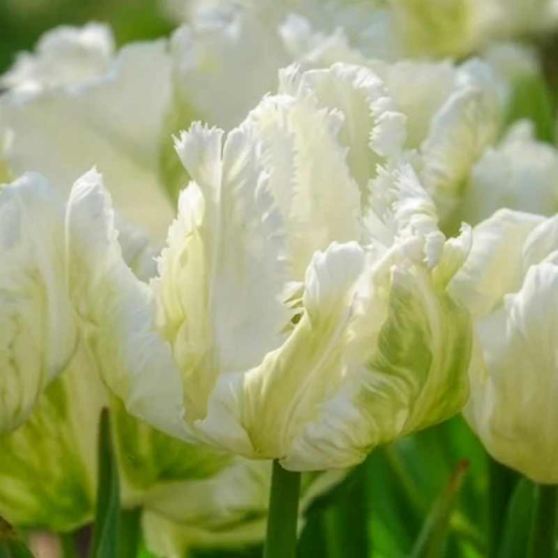 7 Tulipes perroquet White Parrot
