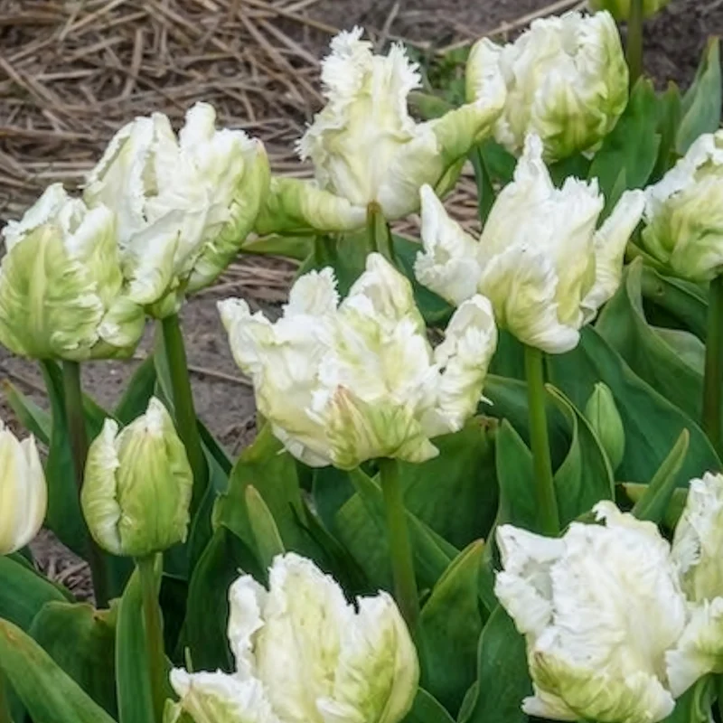 7 Tulipes perroquet White Parrot