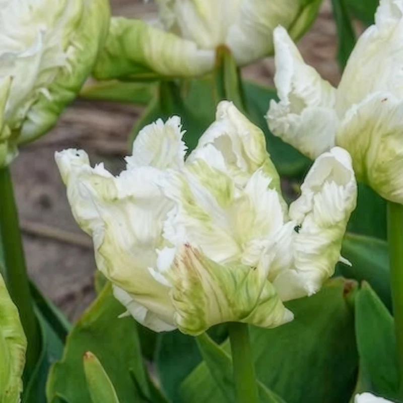7 Tulipes perroquet White Parrot