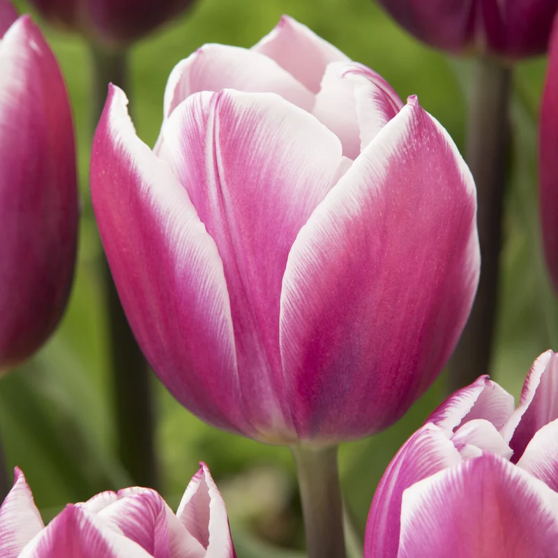 7 Tulipes Triomphe Synaeda blue