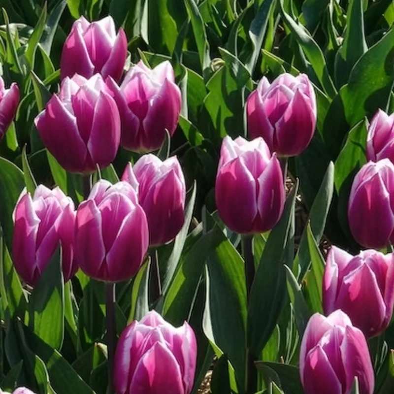 7 Tulipes Triomphe Synaeda blue