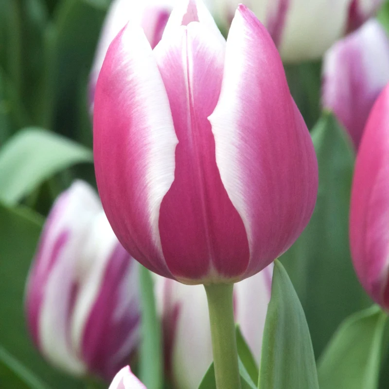7 Tulipes Triomphe Synaeda blue