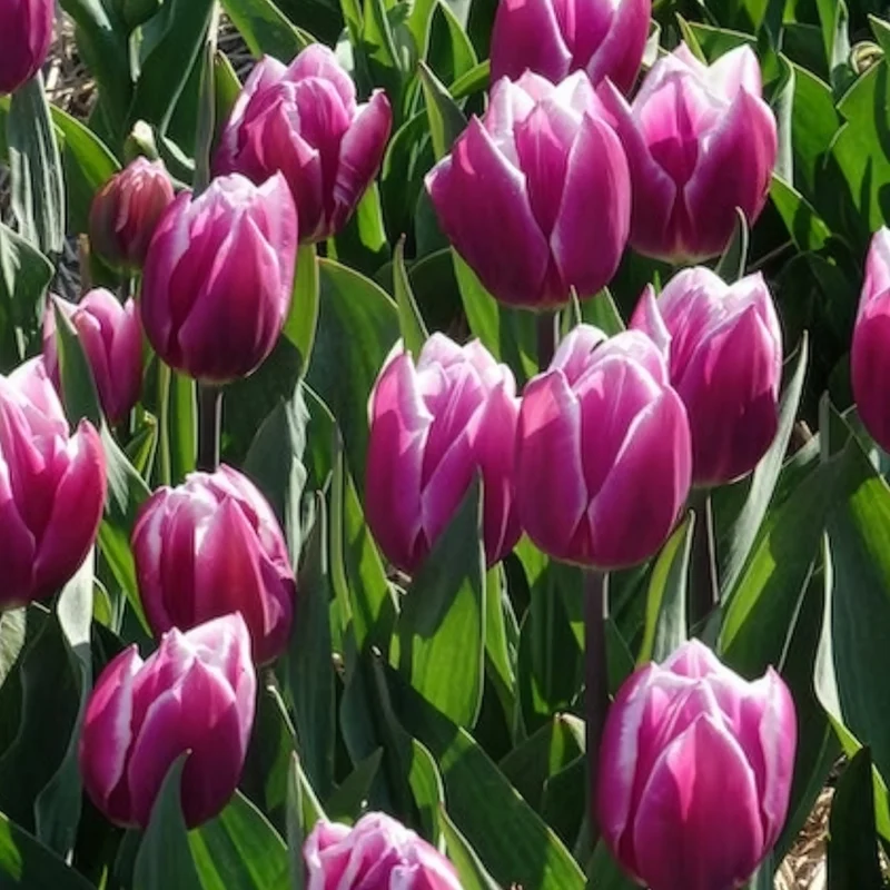 7 Tulipes Triomphe Synaeda blue