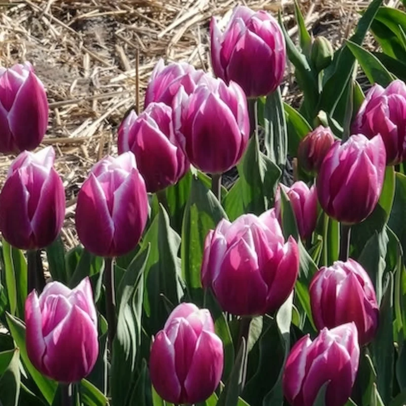 7 Tulipes Triomphe Synaeda blue