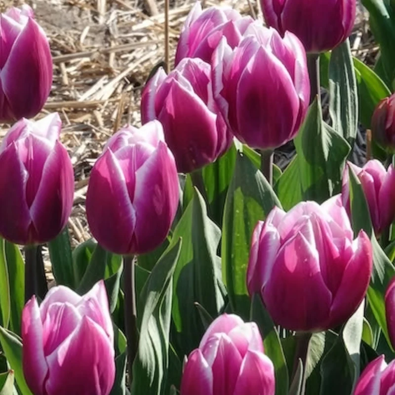7 Tulipes Triomphe Synaeda blue