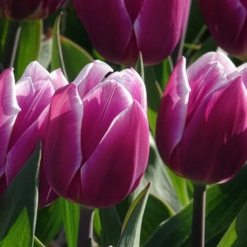 7 Tulipes Triomphe Synaeda blue
