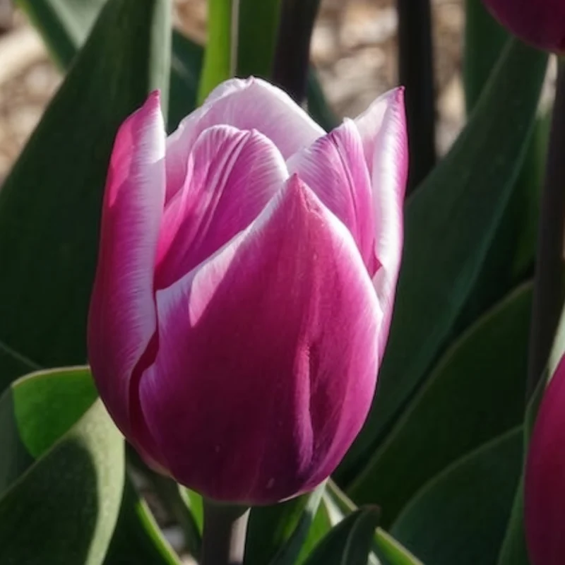 7 Tulipes Triomphe Synaeda blue
