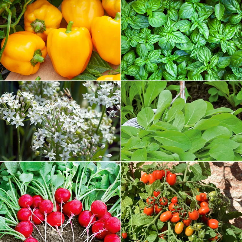 Collection de graines pour carré potager #1