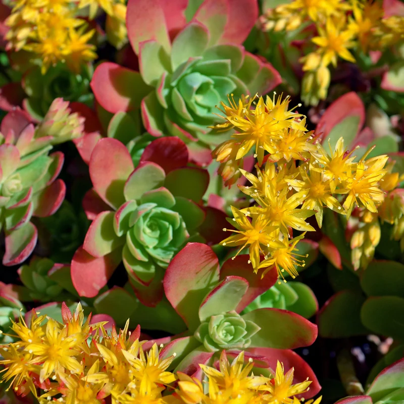 Sedum palmeri
