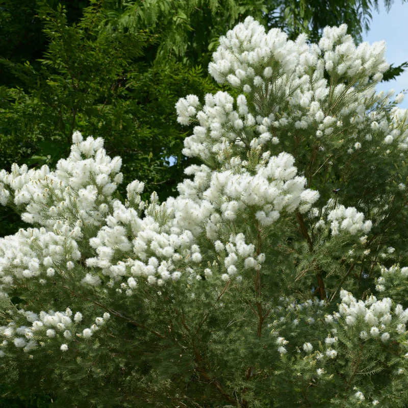 L'arbre à thé