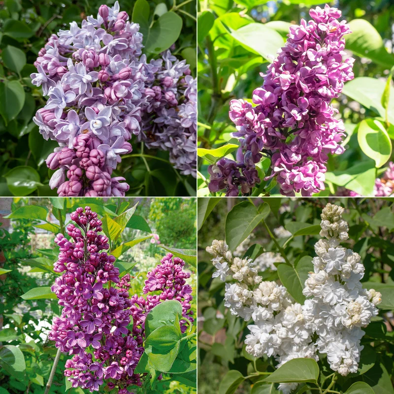 Collection de 4 Lilas doubles : bleu, rouge, lilas, blanc
