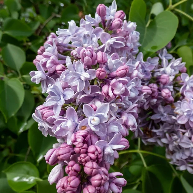 Collection de 4 Lilas doubles : bleu, rouge, lilas, blanc