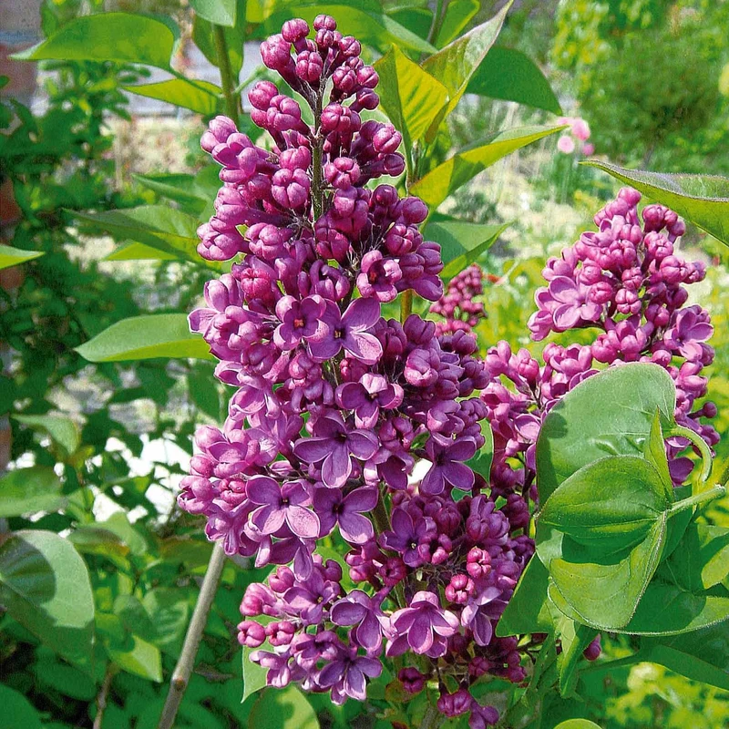 Collection de 4 Lilas doubles : bleu, rouge, lilas, blanc