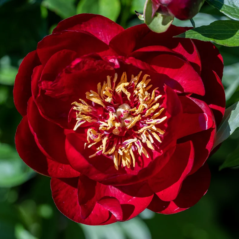 Pivoine Bella