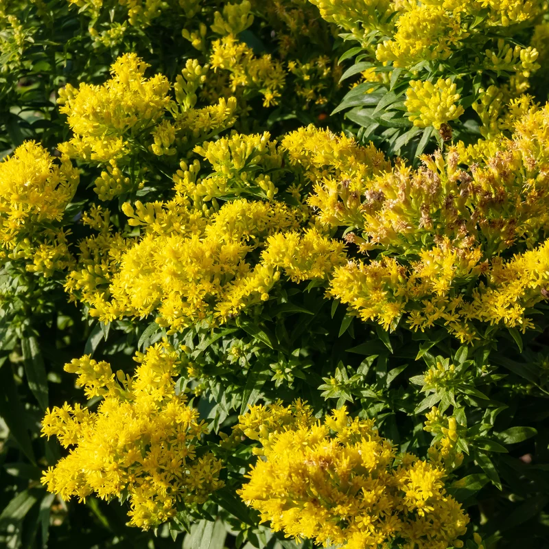 Solidago Golden Mosa