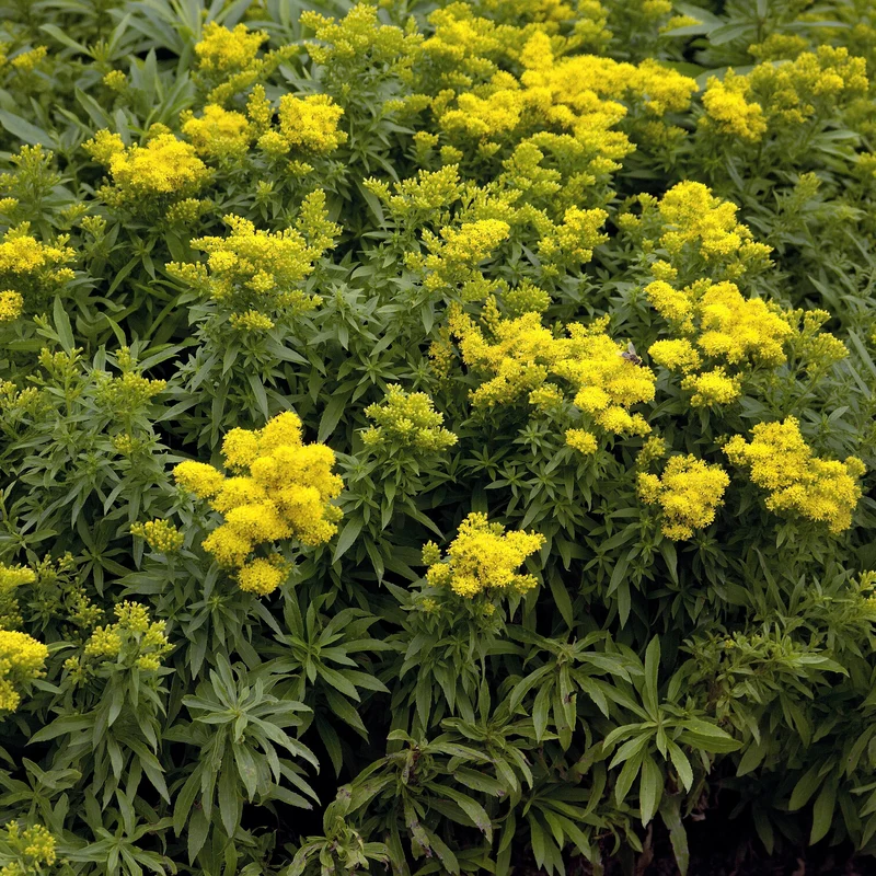 Solidago Golden Dwarf