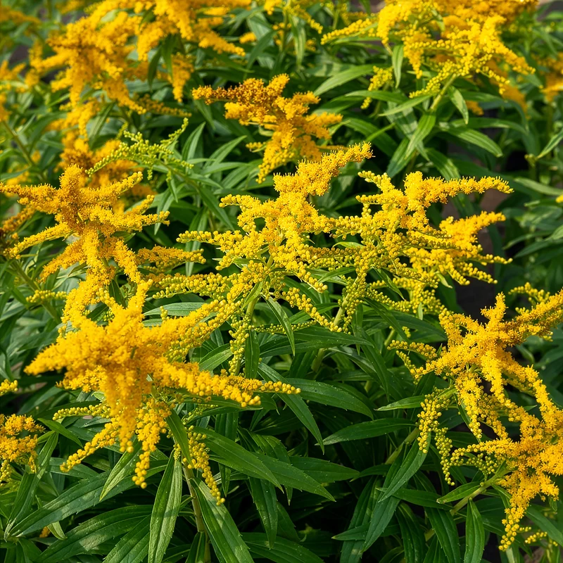 Solidago Golden Dwarf