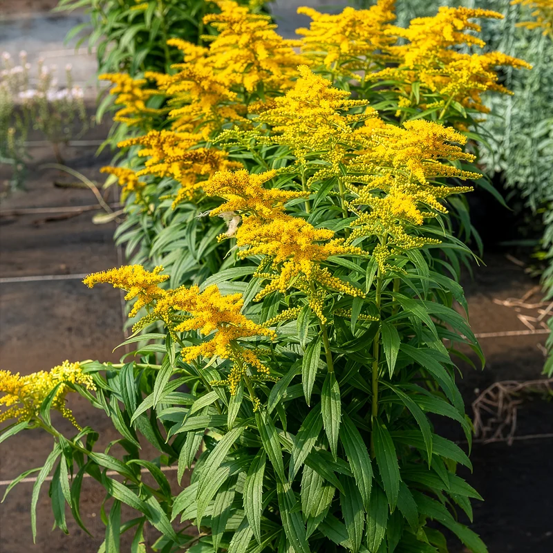 Solidago Golden Dwarf