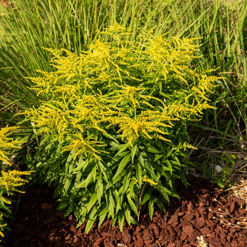 Solidago Golden Dwarf
