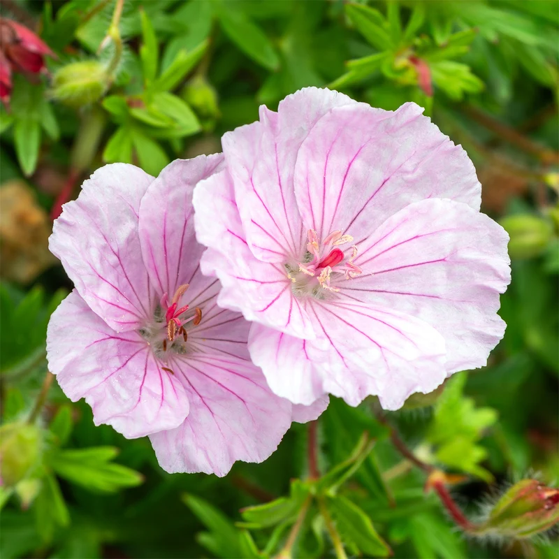 Géranium vivace sanguin strié