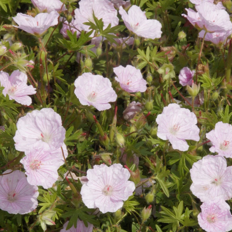 Géranium vivace sanguin strié