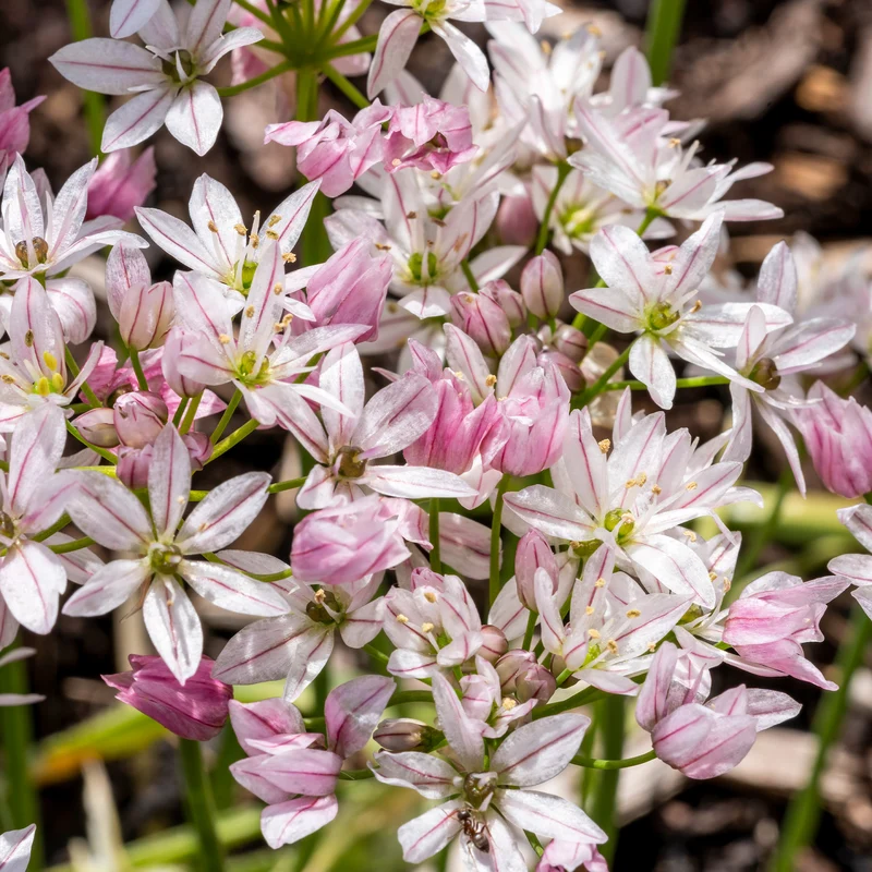 Collection de 15 Tulipes Ice Cream et Alliums Caméléon