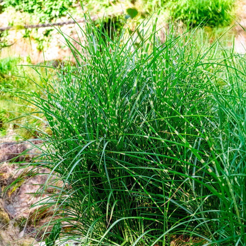 Eulalie Strictus