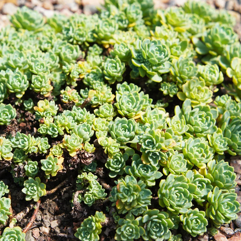 Sedum pachyclados