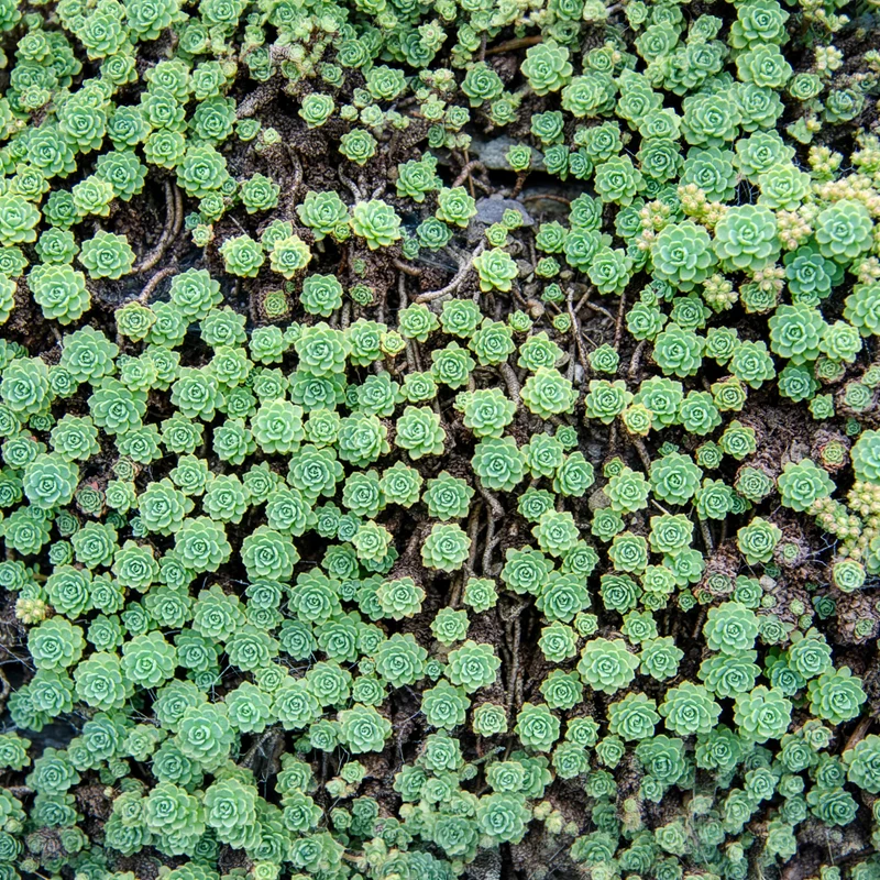 Sedum pachyclados