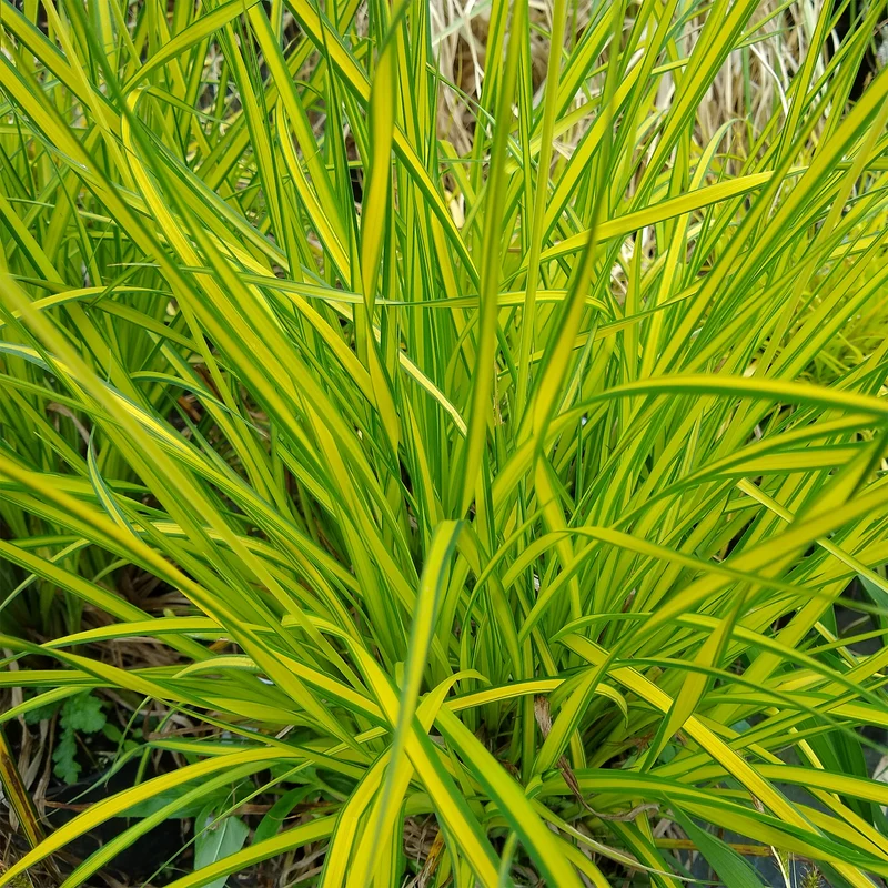 Laîche dorée - Carex Aurea