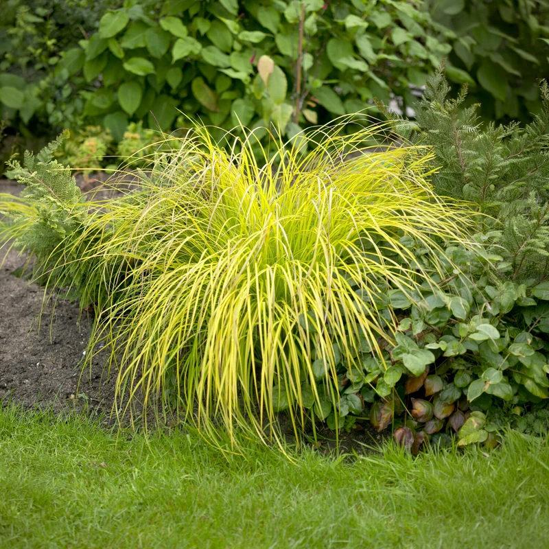 Laîche dorée - Carex Aurea