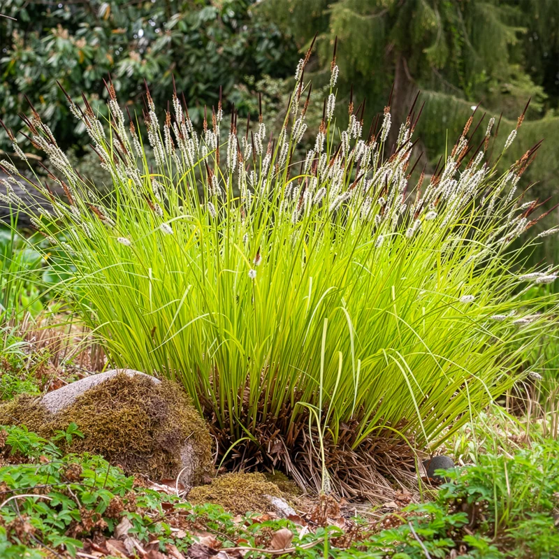 Laîche dorée - Carex Aurea