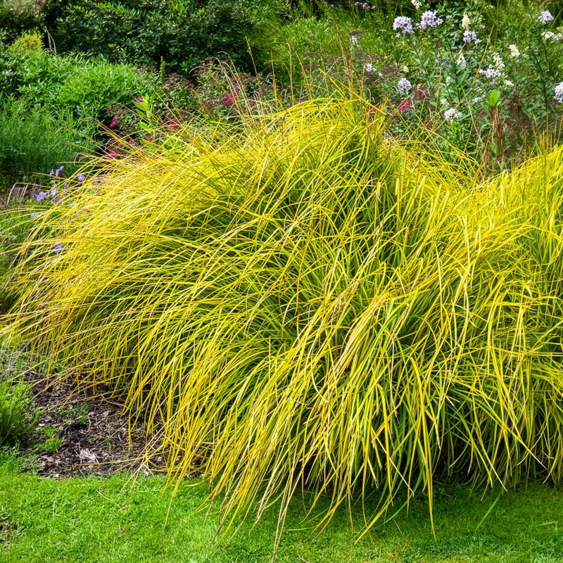 Laîche dorée - Carex Aurea