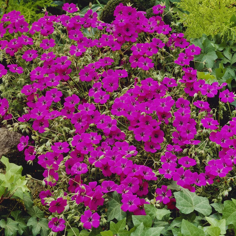 Géranium cendré Giuseppii