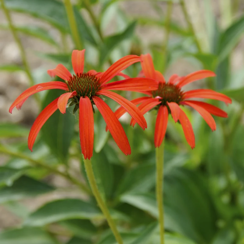 Echinacée pourpre Tomato Soup