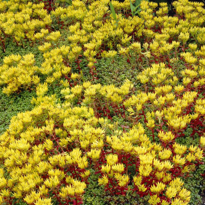Sedum de l'Oregon