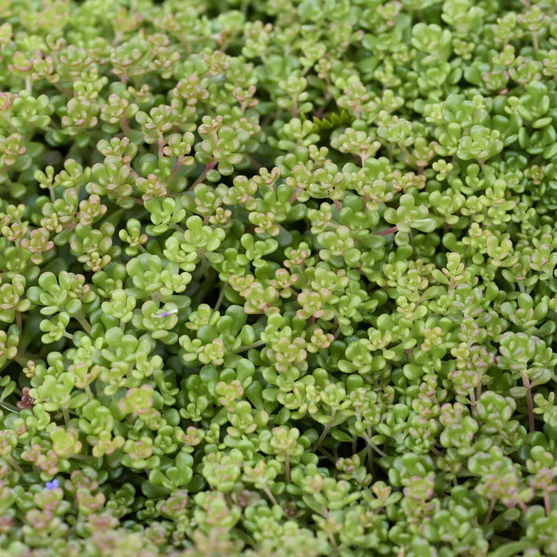 Sedum de l'Oregon