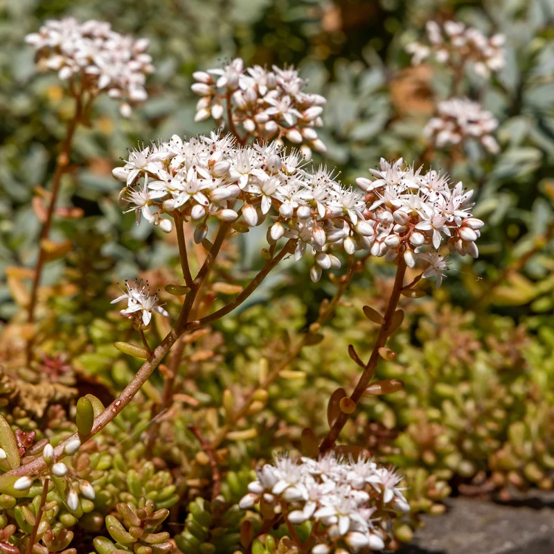 Sedum Coral Carpet