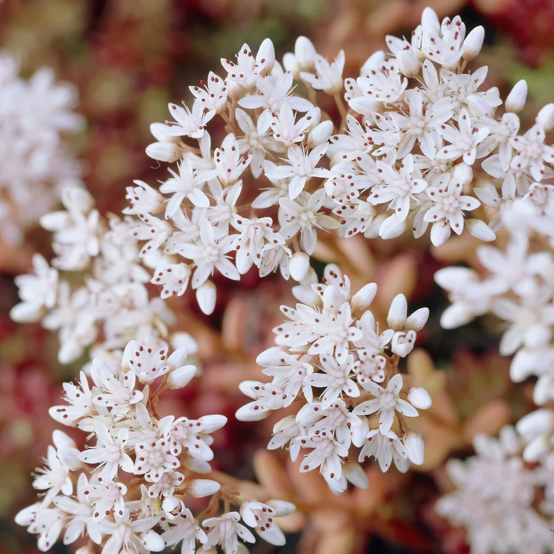 Sedum Coral Carpet